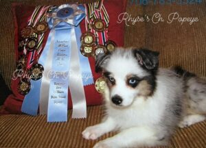 International Grand Champion Toy Australian shepherd