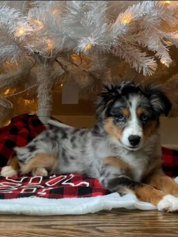 toy australian shepherds