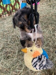 Toy Australian Shepherds