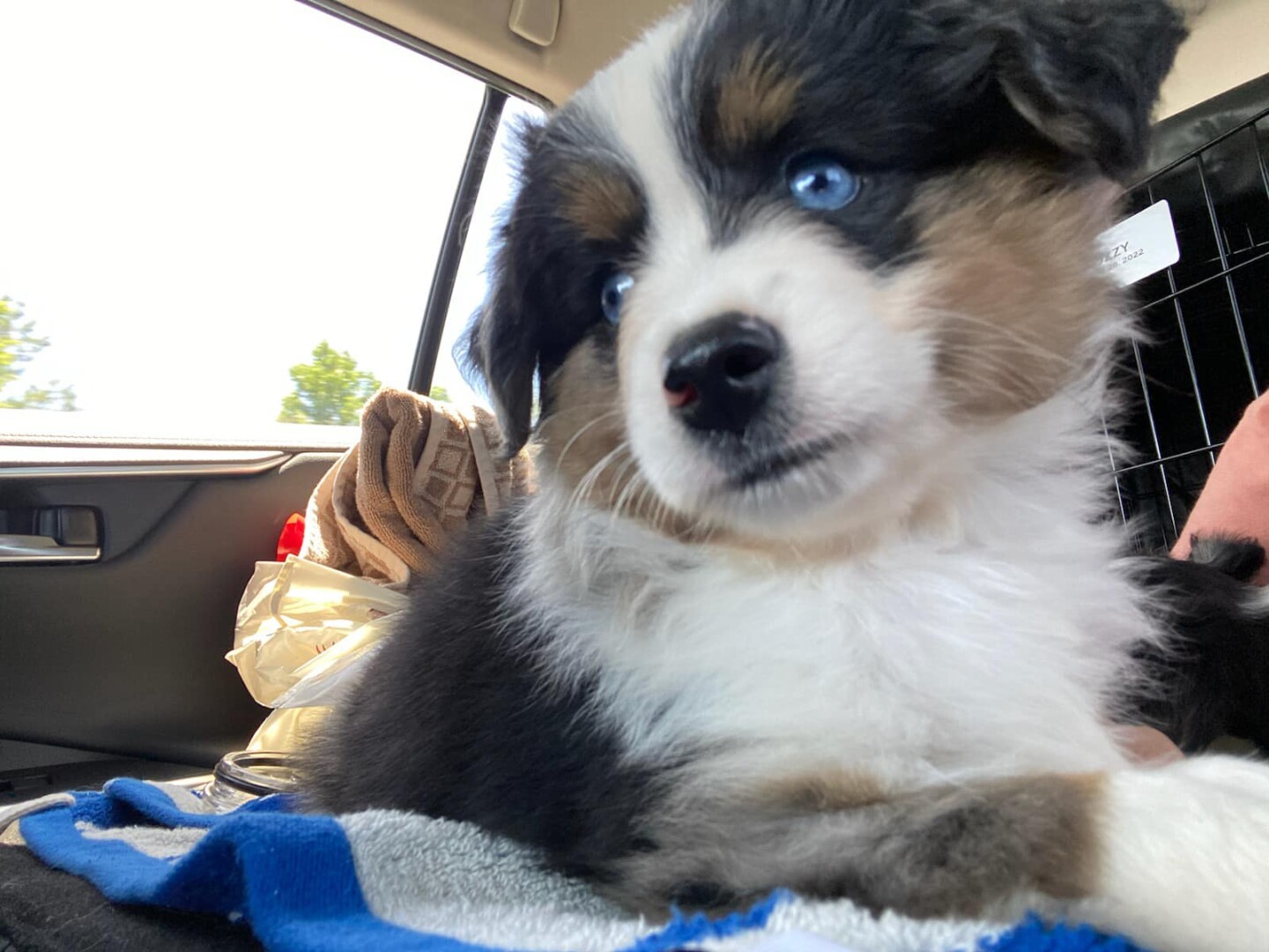 toy australian shepherds