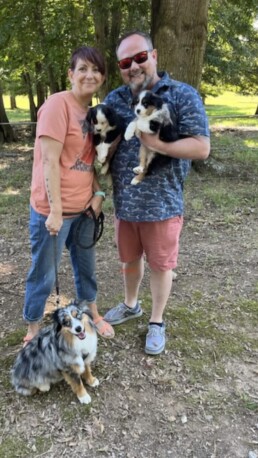 toy australian shepherd