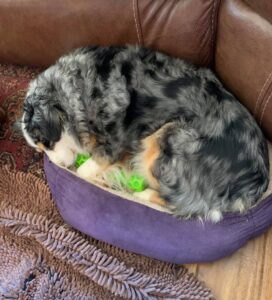 toy australian shepherds