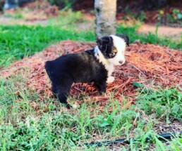 Toy Australian Shepherds