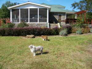 Toy Australian Shepherds