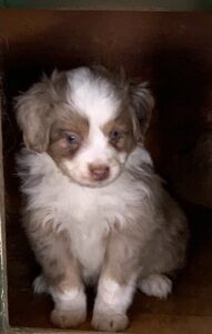 Toy Australian Shepherd