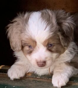 Toy australian shepherds