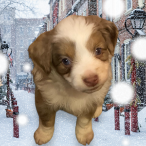 toy australian shepherd