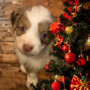 toy australian Shepherd