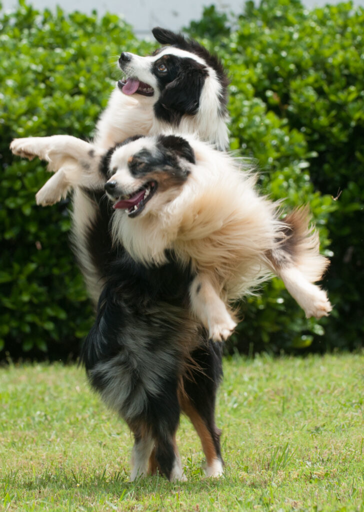 Toy Australian Shepherd