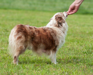 Toy Australian Shepherds