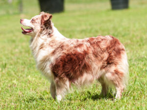 toy australian shepherd