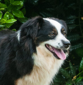 Toy Australian Shepherds