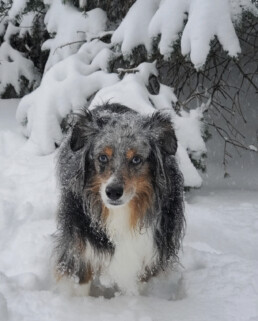 toy australian shepherd