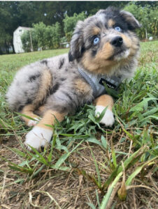 toy australian shepherd