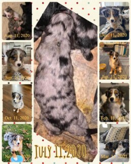 Toy Australian shepherd puppy stages