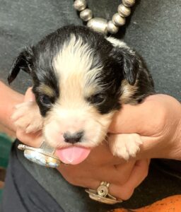 Toy Australian shepherds