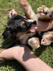 toy australian shepherds