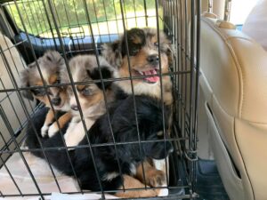 puppies in a crate