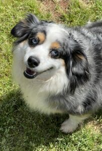 Toy Australian Shepherd