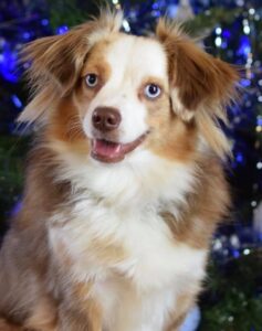 Toy Australian Shepherds