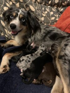 toy australian shepherds