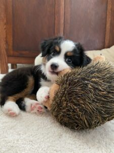 Toy Australian Shepherds