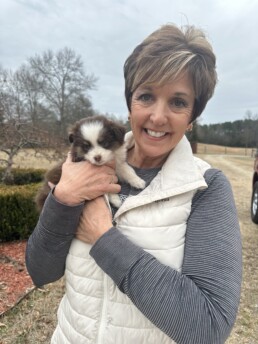 Toy Australian Shepherds