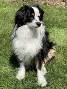 Toy Australian Shepherds