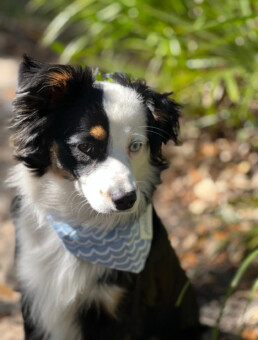 Toy Australian Shepherds