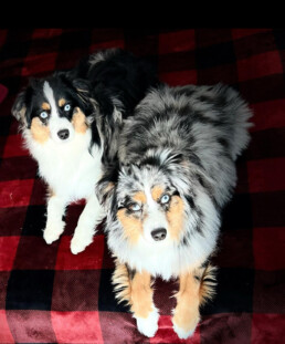 Toy Australian Shepherds