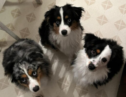 Toy Australian Shepherds