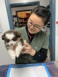 Toy australian shepherds