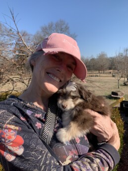 Toy Australian Shepherds