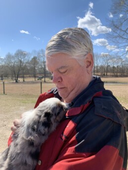 Toy Australian Shepherds