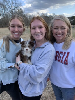 Toy Australian Shepherds