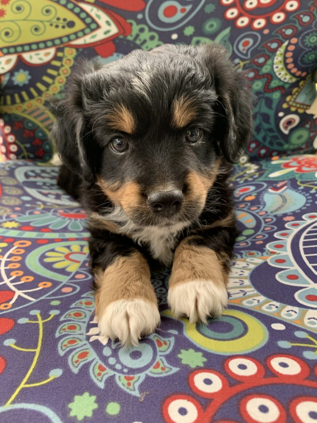 toy australian shepherds